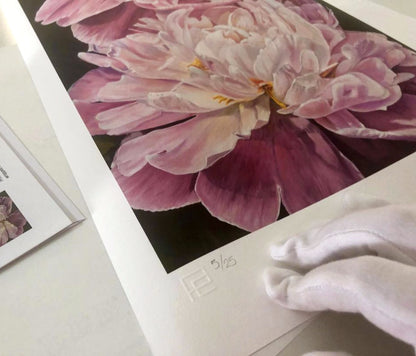 Limited Edition, Peonies In Bloom Fine Art Print by Australian artist Nicole Reed